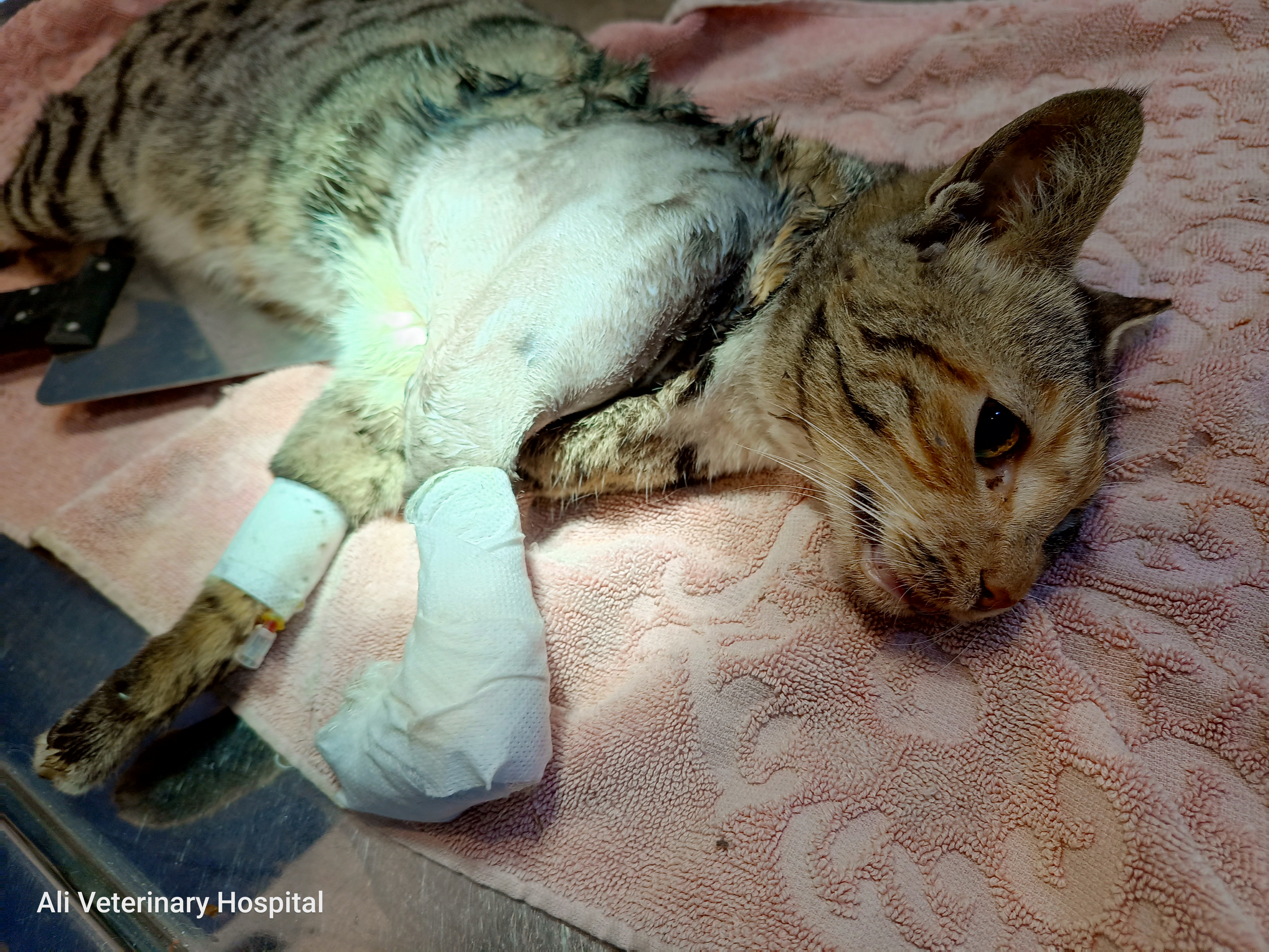 Img