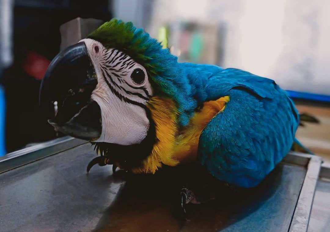 Img