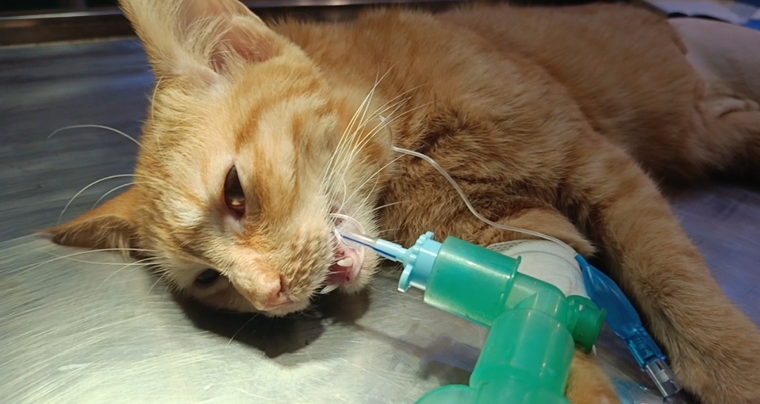 Pet Image